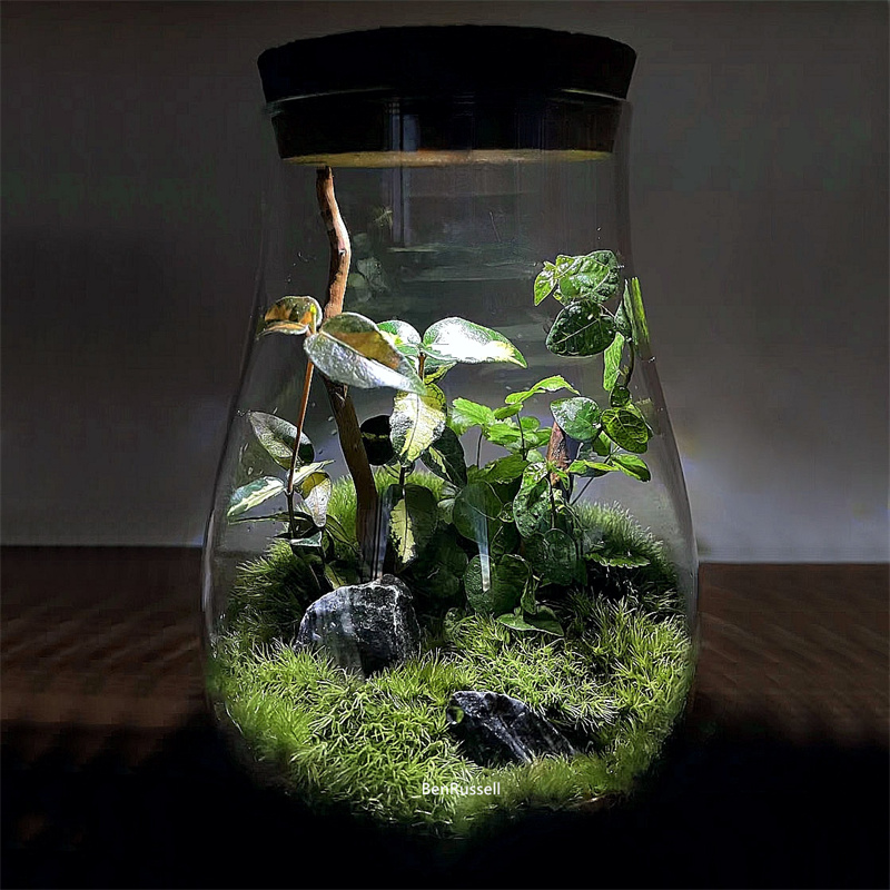 Terrarium Glass Bottle - Gläser in Wassertropfenform, Mikrolandschaft, ökologische Glasvase