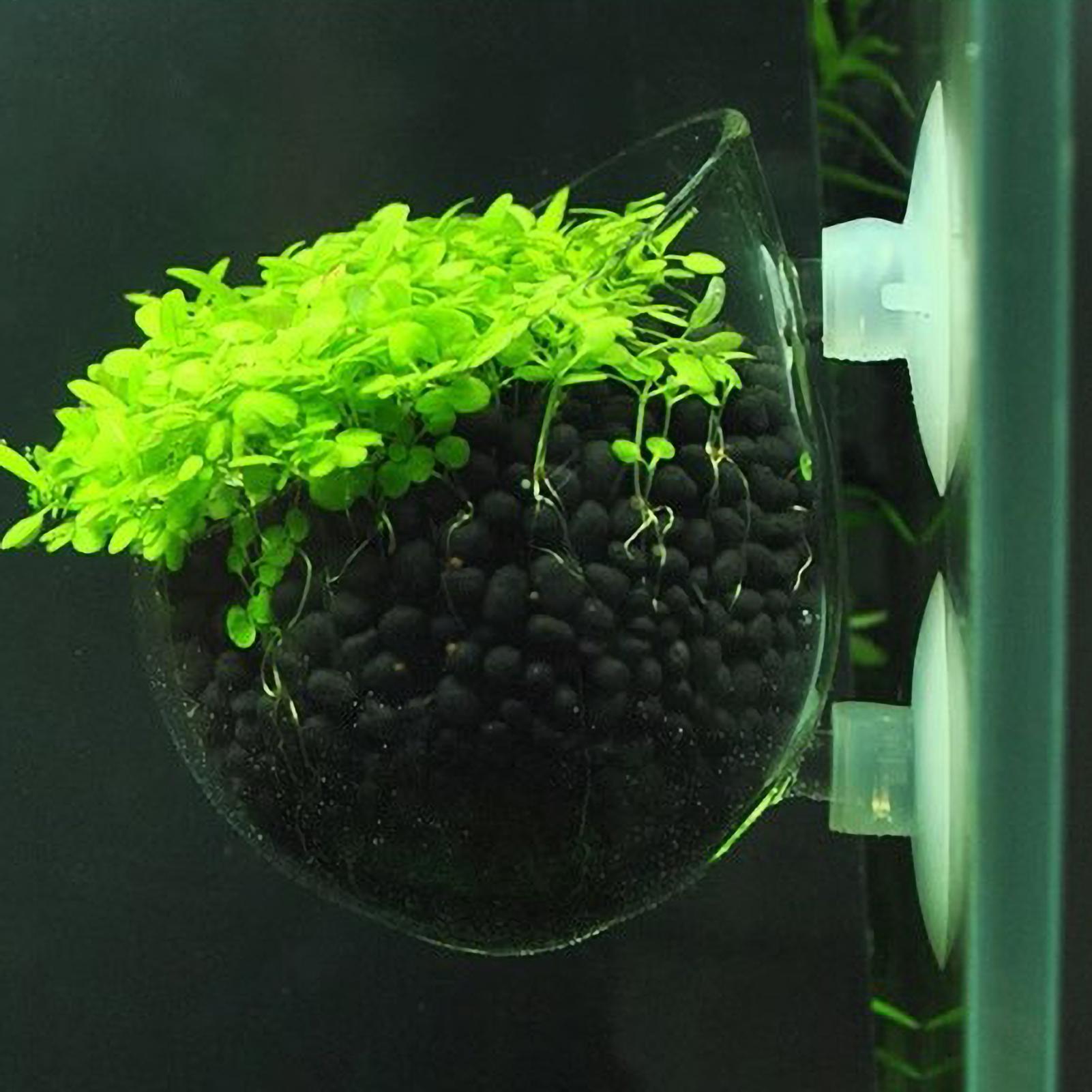 Aquarium-Pflanzenhalter Glas-W – Terrarium Glass Bottle Bewertung und Preis