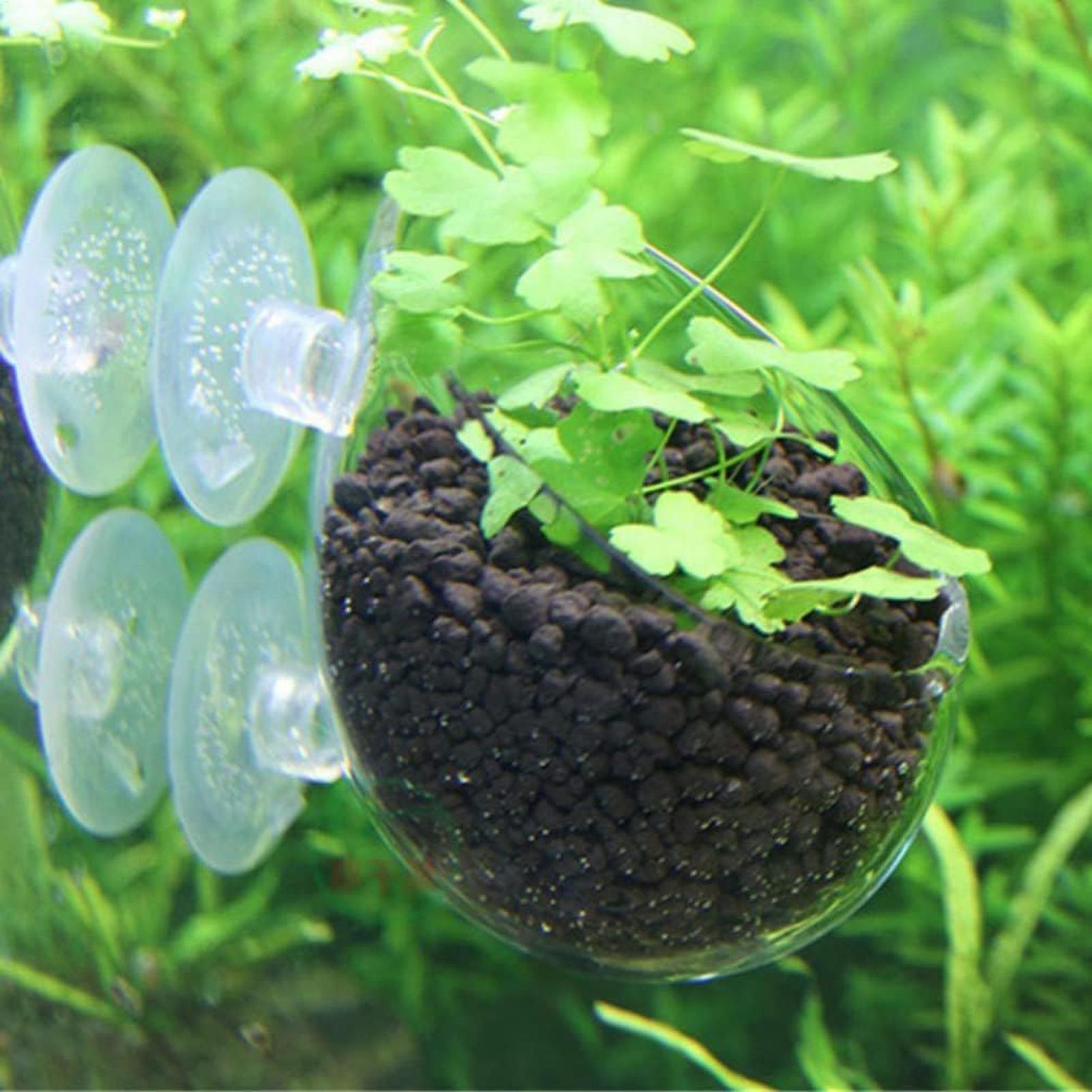 Aquarium-Pflanzenhalter Glas-W – Terrarium Glass Bottle Bewertung und Preis