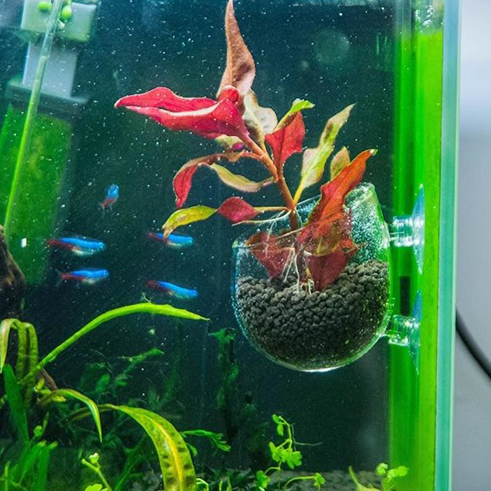 Aquarium-Pflanzenhalter Glas-W – Terrarium Glass Bottle Bewertung und Preis