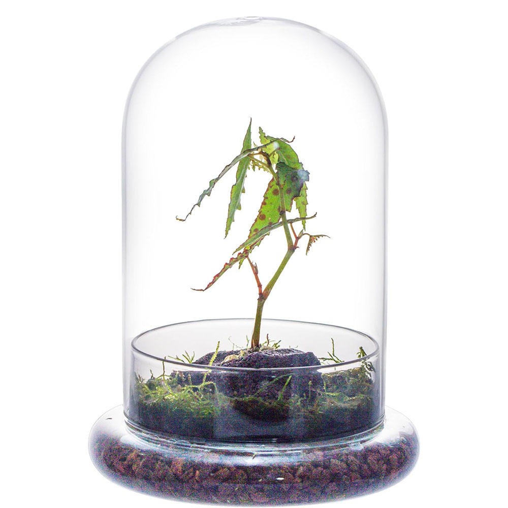 Glaskuppel mit Luftloch Glasgl – Terrarium Glass Bottle Bewertung und Preis