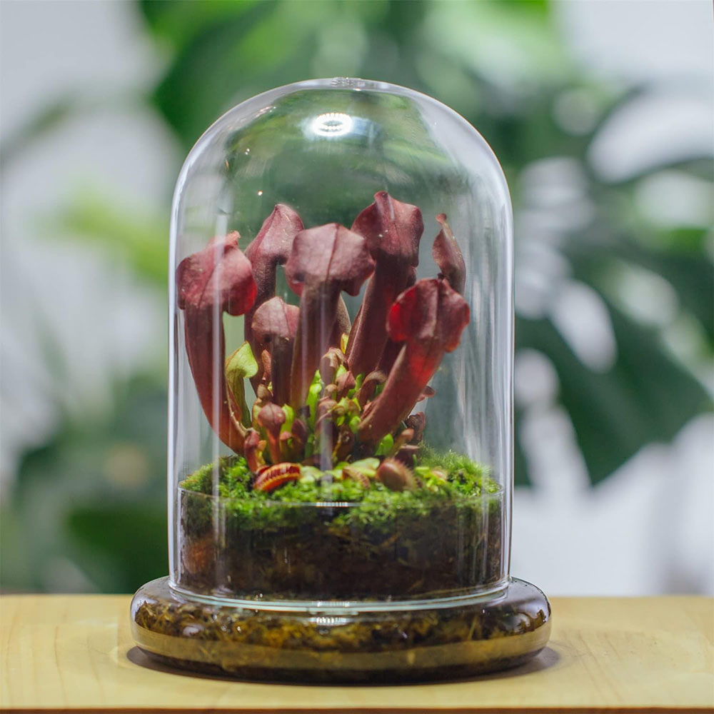 Glaskuppel mit Luftloch Glasgl – Terrarium Glass Bottle Bewertung und Preis