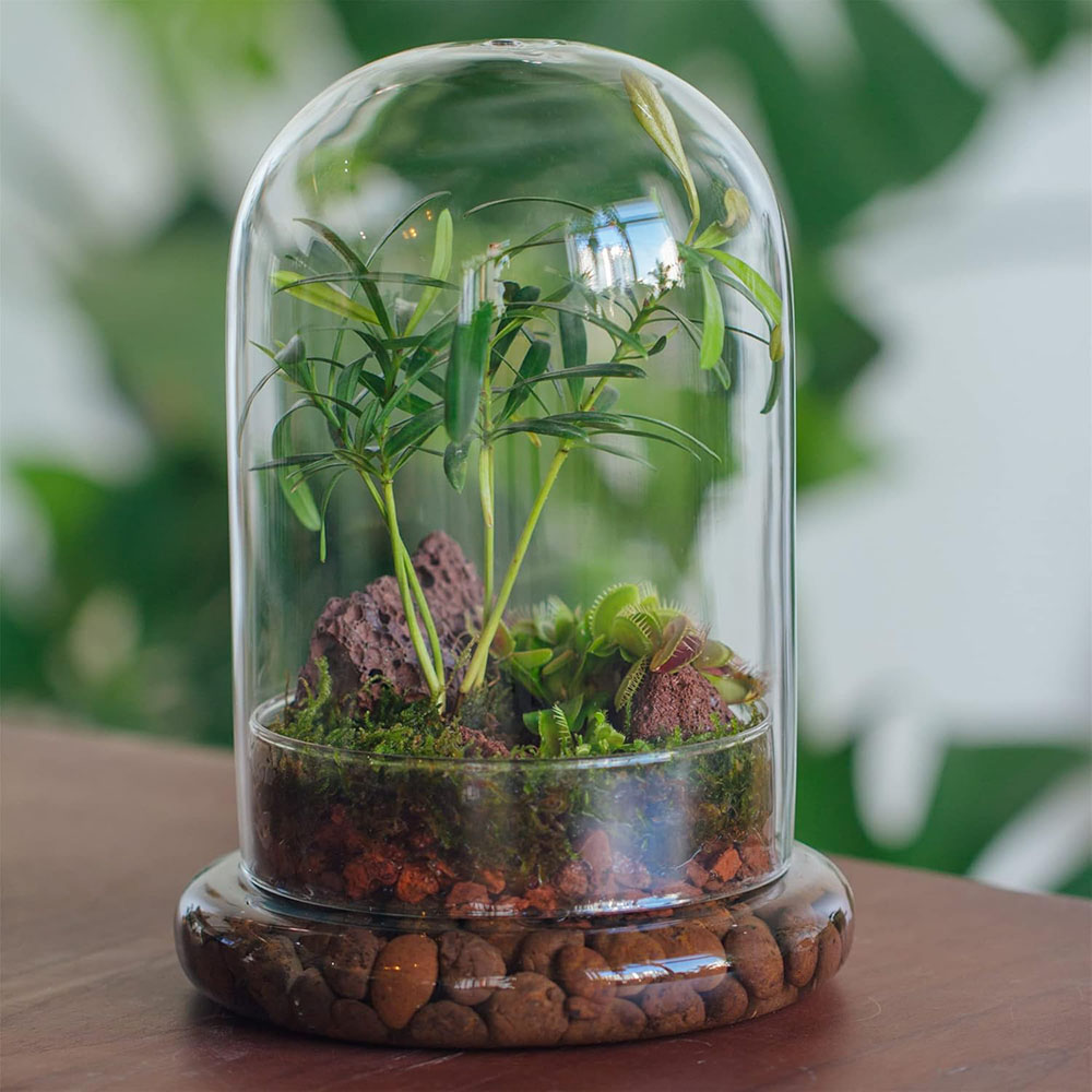 Glaskuppel mit Luftloch Glasgl – Terrarium Glass Bottle Bewertung und Preis