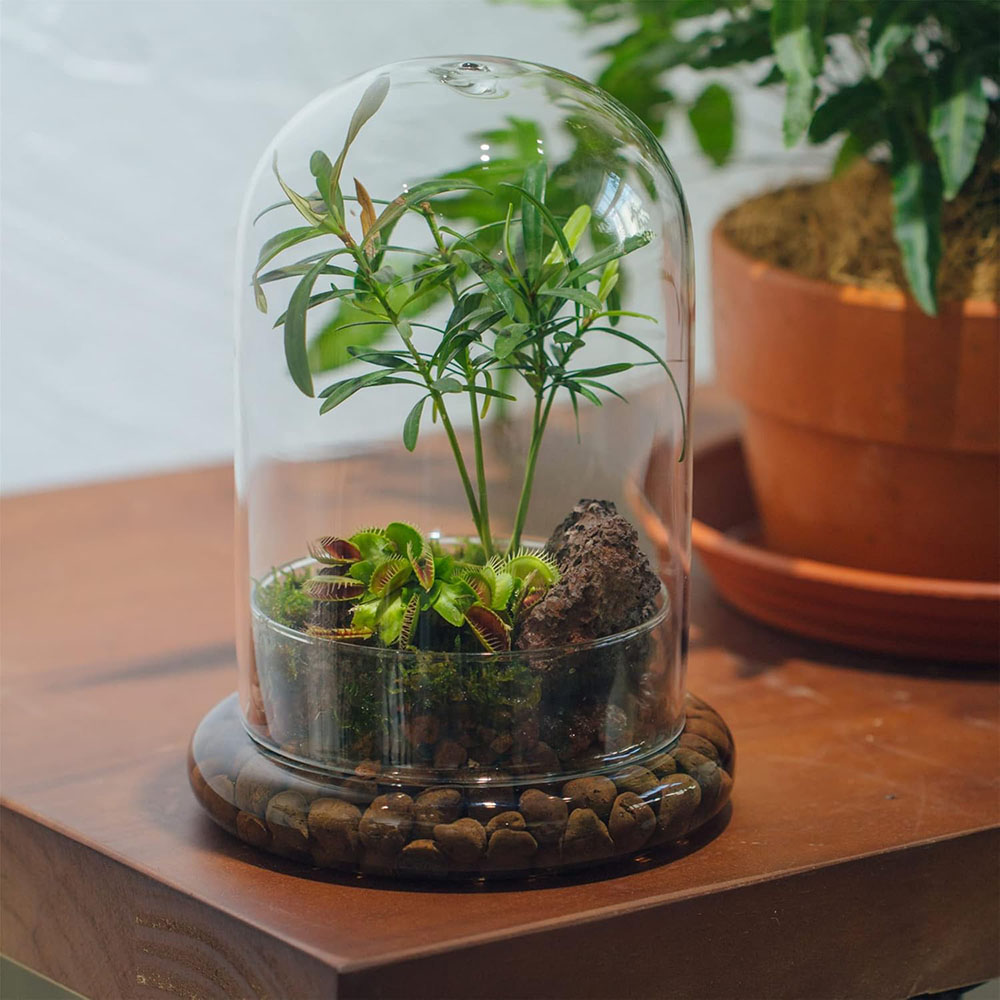 Glaskuppel mit Luftloch Glasgl – Terrarium Glass Bottle Bewertung und Preis